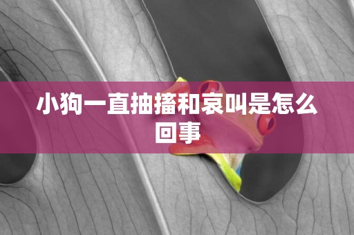 小狗一直抽搐和哀叫是怎么回事
