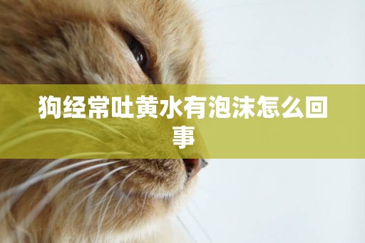 狗經常吐黃水有泡沫怎么回事