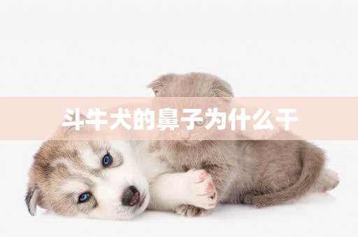 斗牛犬的鼻子為什么干