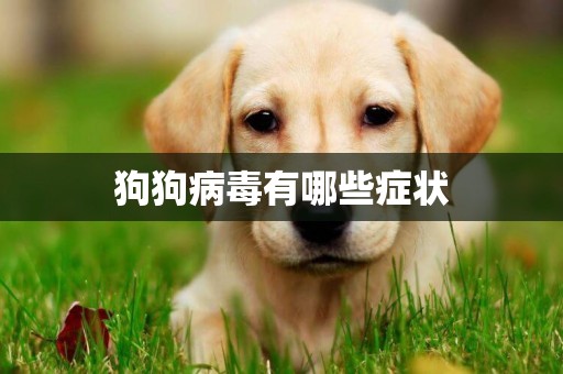 狗狗病毒有哪些癥狀