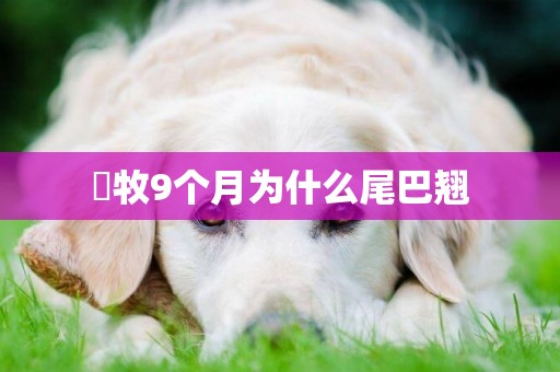 徳牧9個月為什么尾巴翹