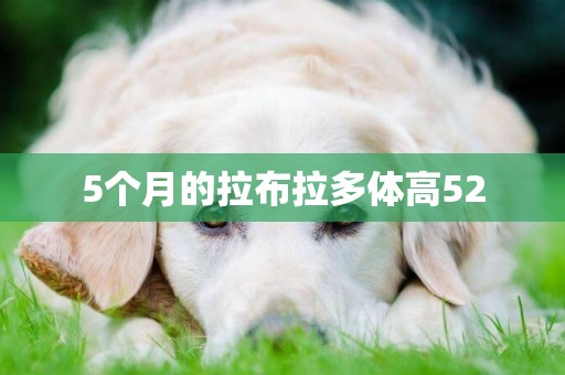 5個月的拉布拉多體高52
