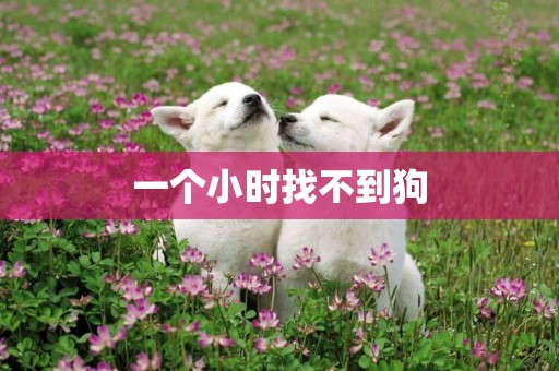 一個小時找不到狗