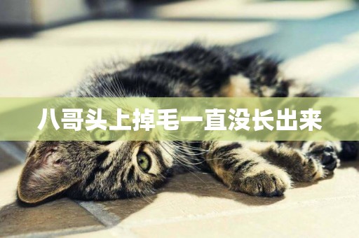 八哥頭上掉毛一直沒長出來