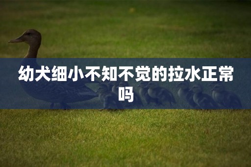 幼犬細小不知不覺的拉水正常嗎