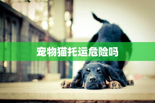 寵物貓托運危險嗎
