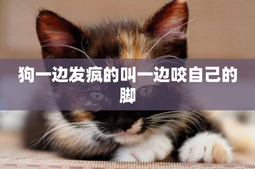狗一邊發瘋的叫一邊咬自己的腳