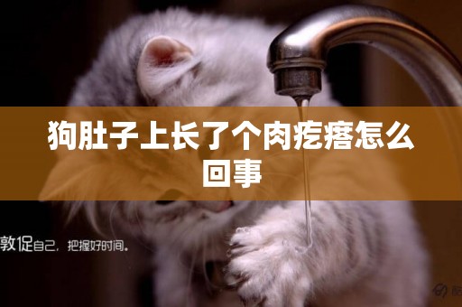 狗肚子上長了個肉疙瘩怎么回事
