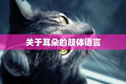 關于耳朵的肢體語言