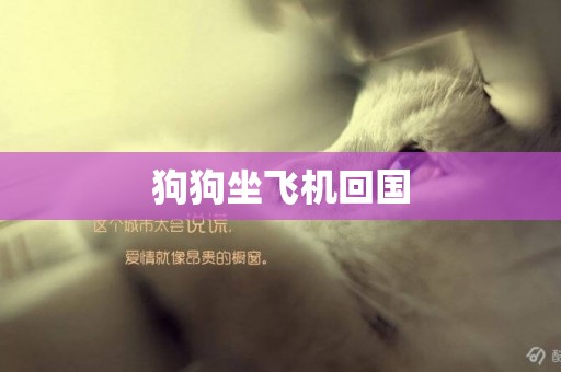 狗狗坐飛機回國