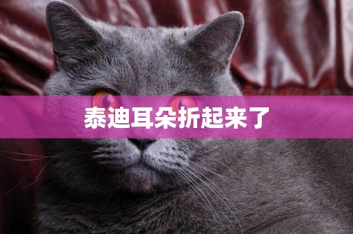 泰迪耳朵折起來了