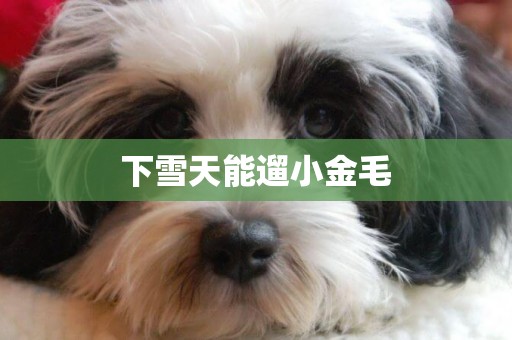 下雪天能遛小金毛