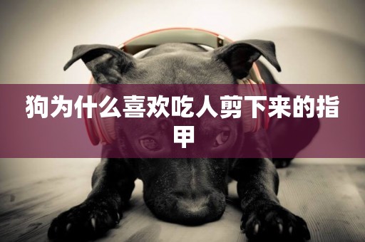 狗為什么喜歡吃人剪下來的指甲