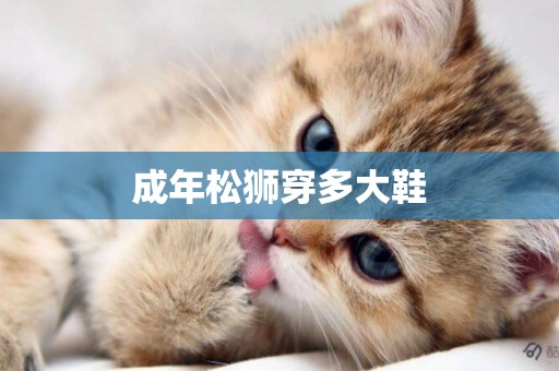 成年松獅穿多大鞋