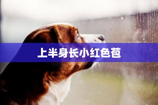 上半身長小紅色苞