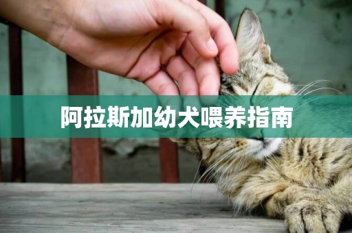 阿拉斯加幼犬喂養指南