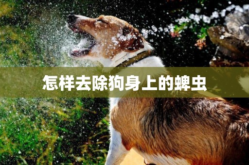 怎樣去除狗身上的蜱蟲