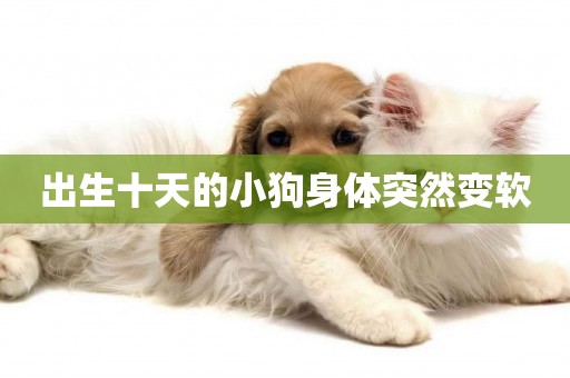 出生十天的小狗身體突然變軟