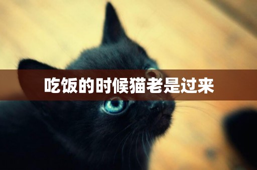 吃飯的時候貓老是過來