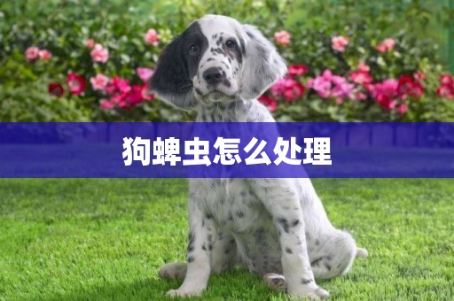狗蜱蟲怎么處理