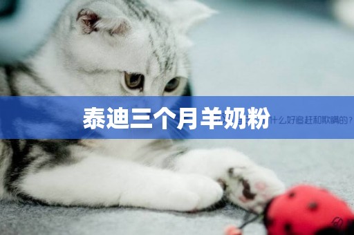 泰迪三個月羊奶粉