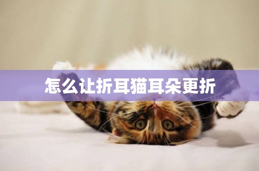 怎么讓折耳貓耳朵更折