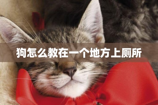 狗怎么教在一個地方上廁所