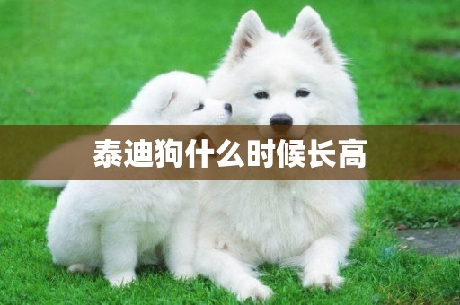 泰迪狗什么時候長高
