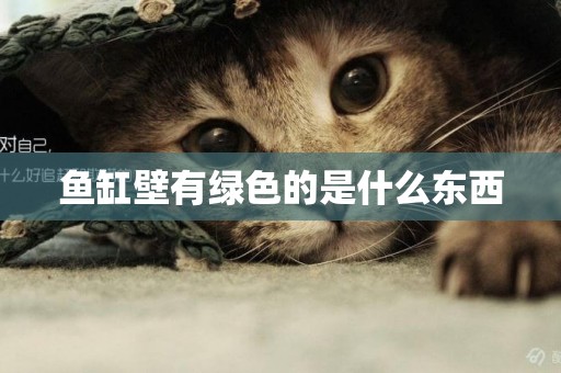 魚缸壁有綠色的是什么東西