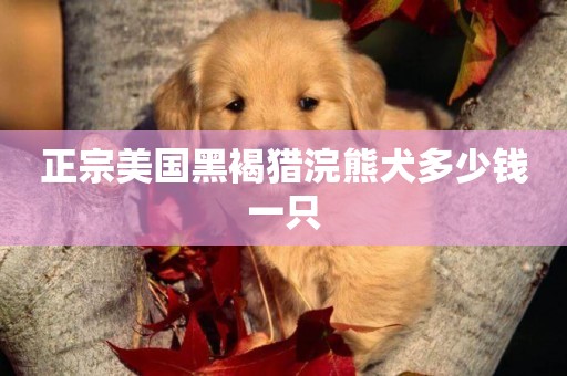 正宗美國黑褐獵浣熊犬多少錢一只