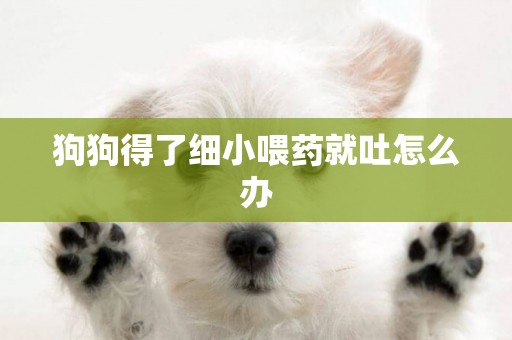 狗狗得了細小喂藥就吐怎么辦