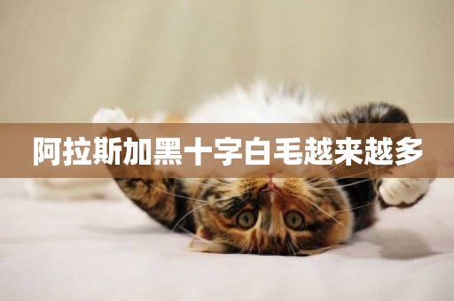 阿拉斯加黑十字白毛越來越多