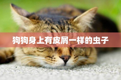 狗狗身上有皮屑一樣的蟲子