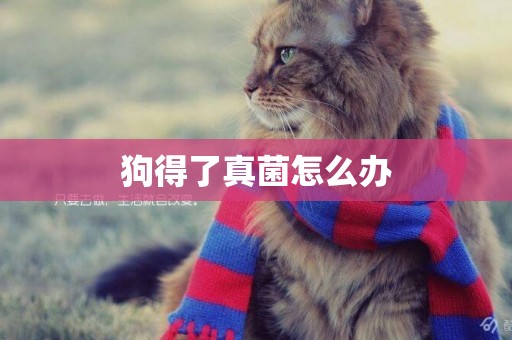 狗得了真菌怎么辦