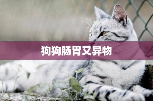狗狗腸胃又異物