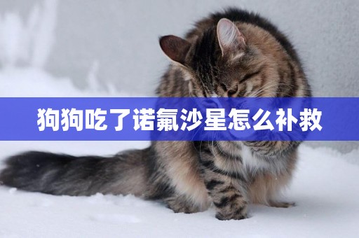 狗狗吃了諾氟沙星怎么補救