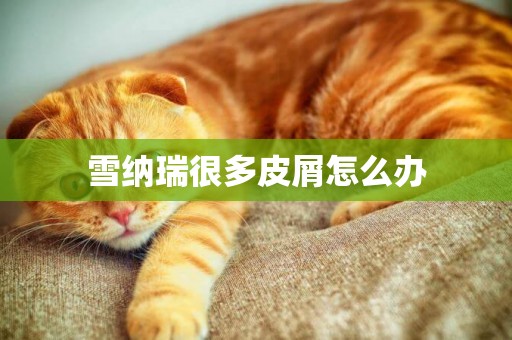 雪納瑞很多皮屑怎么辦