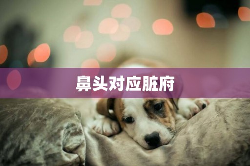 鼻頭對應臟府