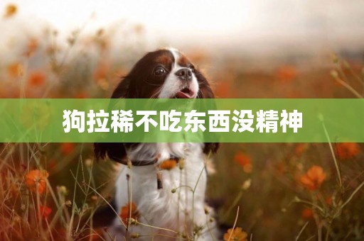 狗拉稀不吃東西沒精神