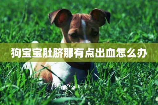 狗寶寶肚臍那有點出血怎么辦