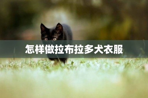 怎樣做拉布拉多犬衣服