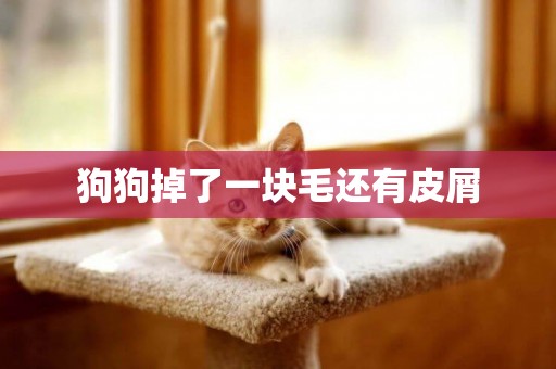 狗狗掉了一塊毛還有皮屑