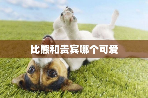 比熊和貴賓哪個可愛