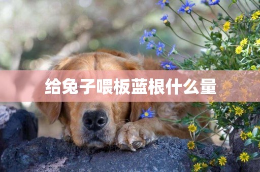 給兔子喂板藍根什么量