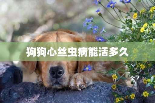 狗狗心絲蟲病能活多久