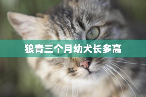 狼青三個月幼犬長多高