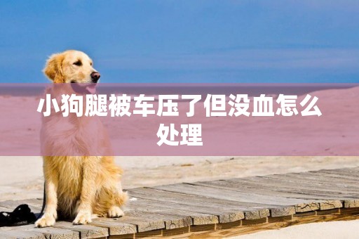 小狗腿被車壓了但沒血怎么處理