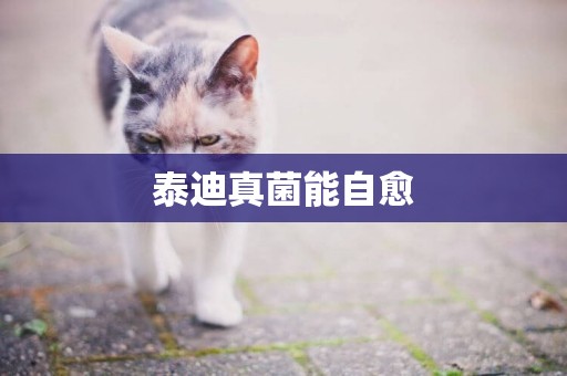 泰迪真菌能自愈