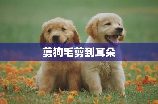 剪狗毛剪到耳朵