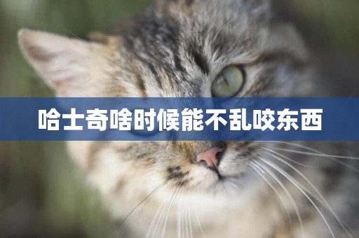 哈士奇啥時候能不亂咬東西